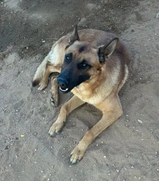 Angelito- IN FOSTER HOME