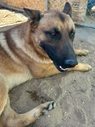 Angelito- IN FOSTER HOME