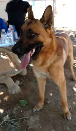 Angelito- IN FOSTER HOME