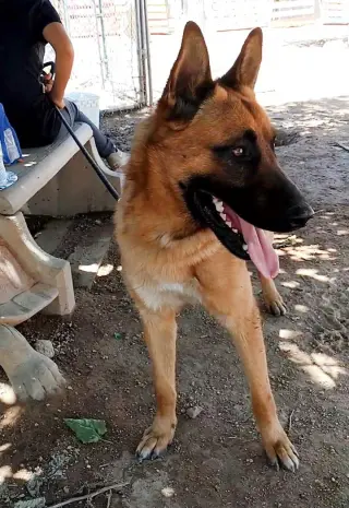 Angelito- IN FOSTER HOME