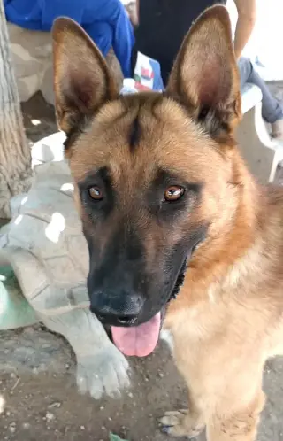 Angelito- IN FOSTER HOME