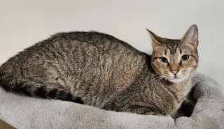 Ziggy