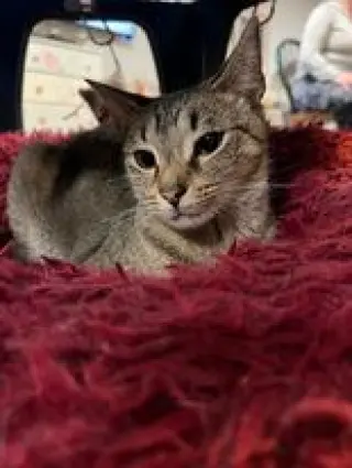Ziggy