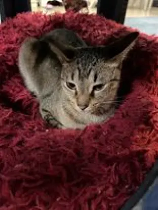 Ziggy
