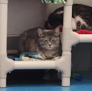 Minnie