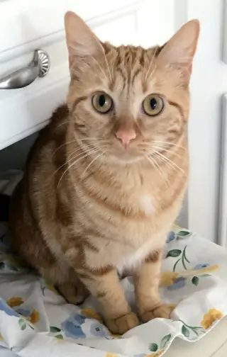 Bubbles (bonded with Cleocatra)
