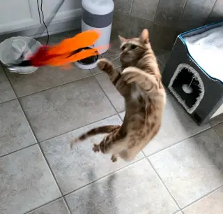 Bubbles (bonded with Cleocatra)