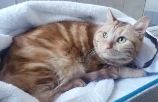 Bubbles (bonded with Cleocatra)