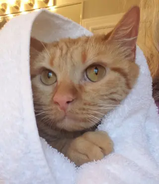 Bubbles (bonded with Cleocatra)