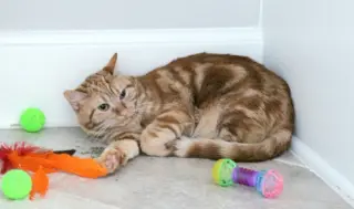 Bubbles (bonded with Cleocatra)