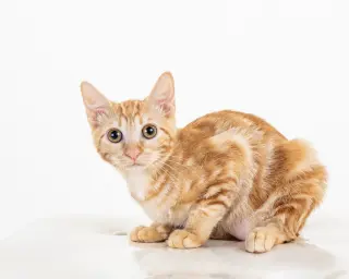 Bubbles (bonded with Cleocatra)