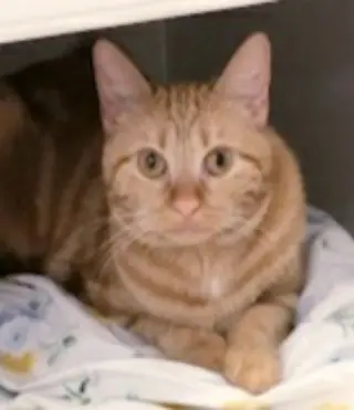 Bubbles (bonded with Cleocatra)