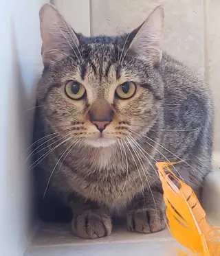 Cleocatra (bonded with Bubbles)