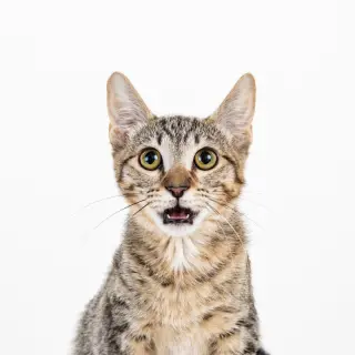 Cleocatra (bonded with Bubbles)