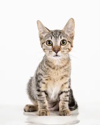 Cleocatra (bonded with Bubbles)