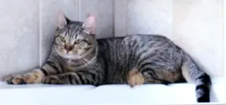 Cleocatra (bonded with Bubbles)