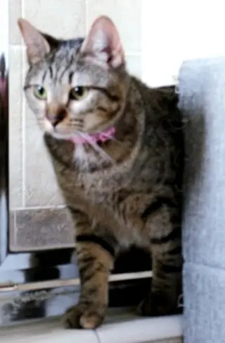 Cleocatra (bonded with Bubbles)