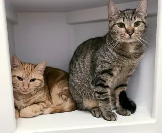 Cleocatra (bonded with Bubbles)
