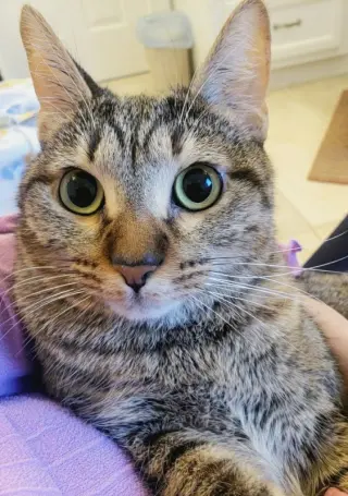 Cleocatra (bonded with Bubbles)