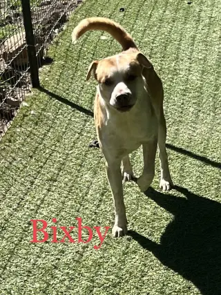 Bixby