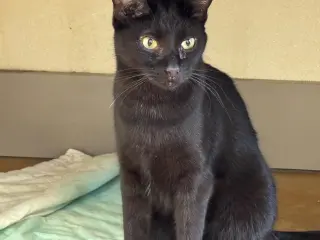 Moe