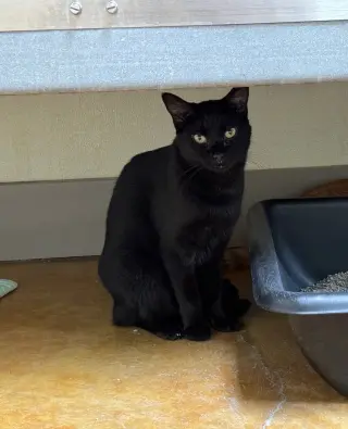 Moe