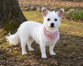 Sweet Pea