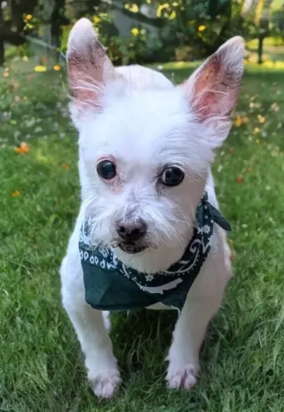 Sweet Pea