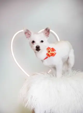 Sweet Pea