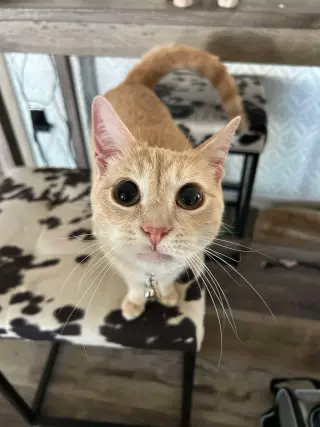 Tart