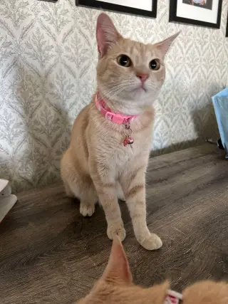 Pop