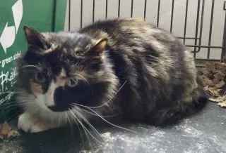 Grizabella