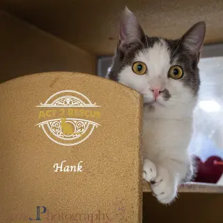 Hank 2