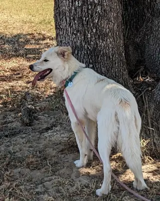 Juniper