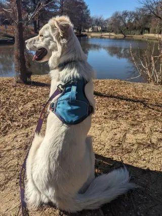 Juniper