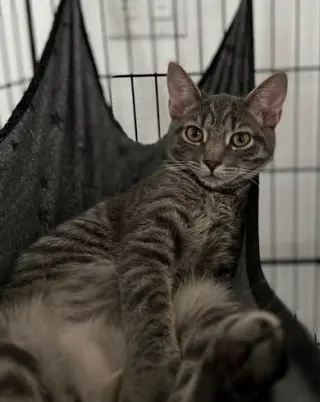 Sophie
