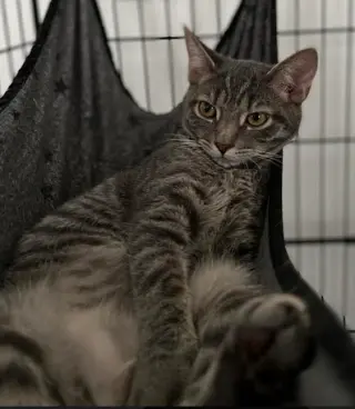 Sophie