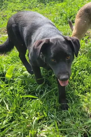 Mack