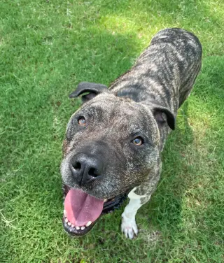 Hector *FOSTER NEEDED TOO!