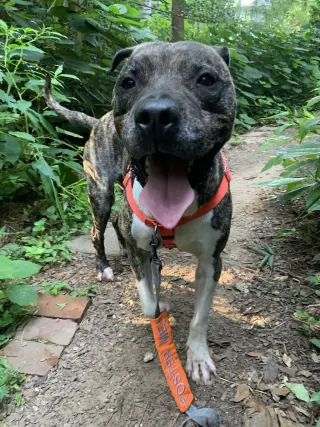 Hector *FOSTER NEEDED TOO!