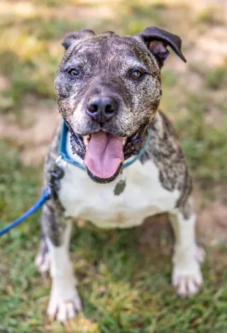 Hector *FOSTER NEEDED TOO!