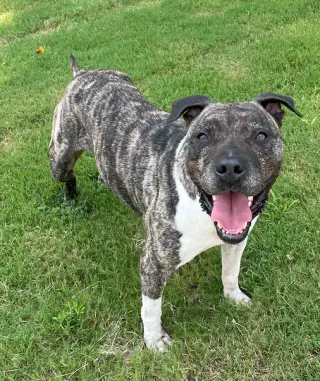 Hector *FOSTER NEEDED TOO!