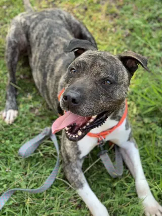 Hector *FOSTER NEEDED TOO!
