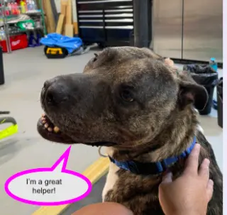 Hector *FOSTER NEEDED TOO!