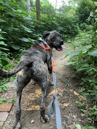 Hector *FOSTER NEEDED TOO!