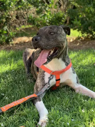 Hector *FOSTER NEEDED TOO!