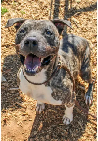 Hector *FOSTER NEEDED TOO!