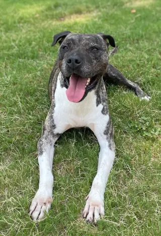 Hector *FOSTER NEEDED TOO!