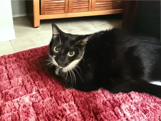 kali