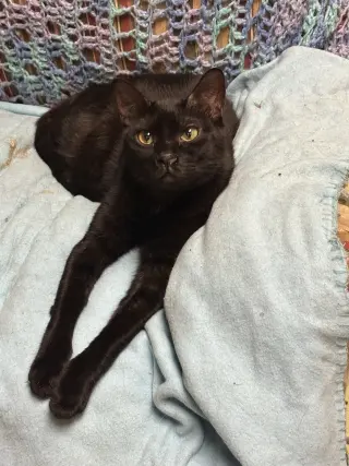 Webster